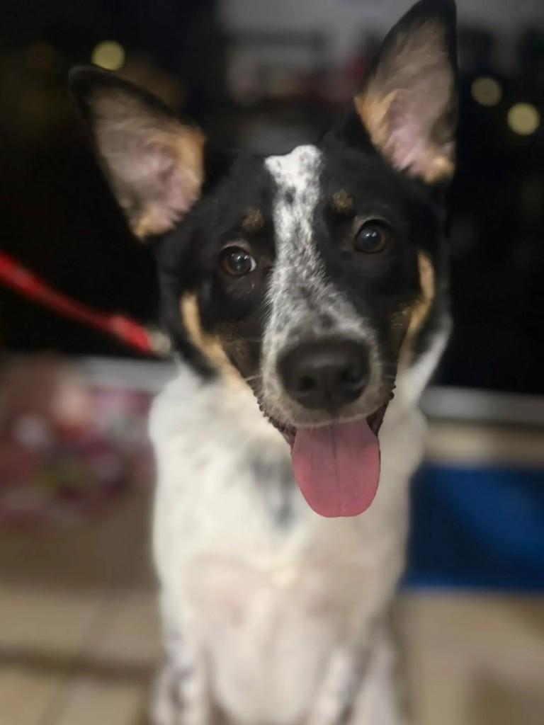 Apollo, cachorro de porte médio para adoção em Pinhalzinho - SC