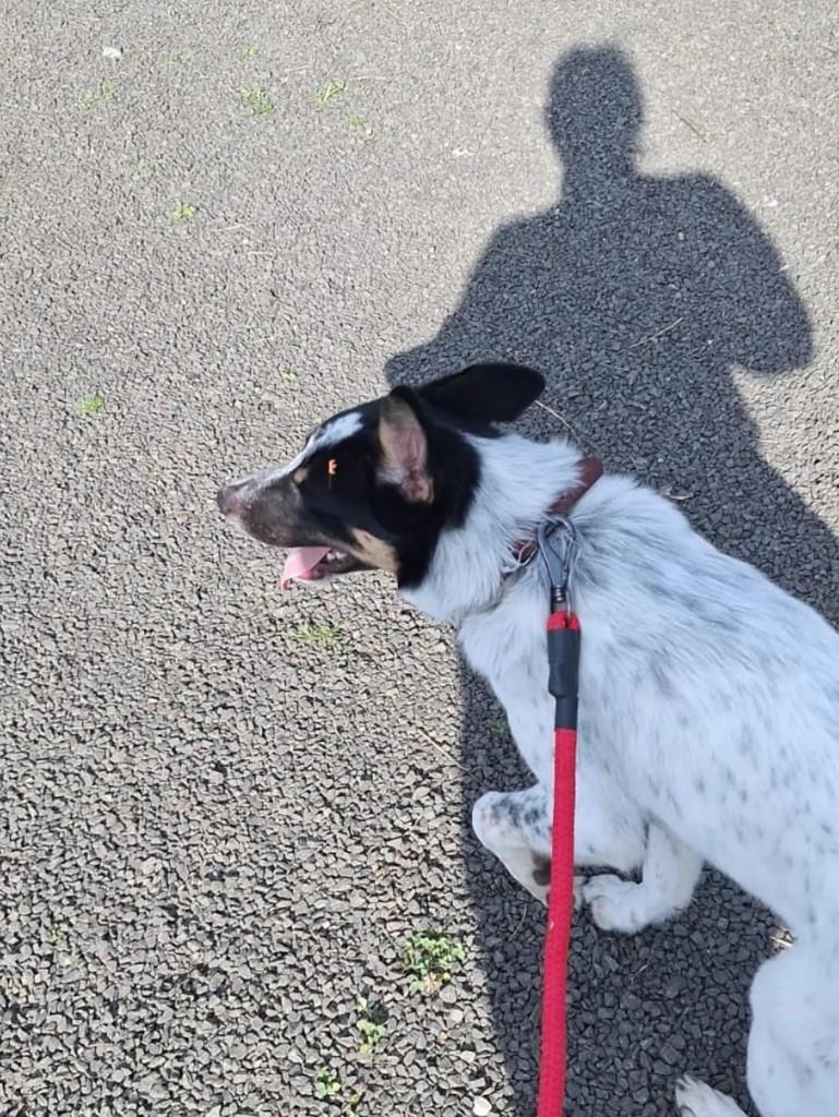 Apollo, cachorro de porte médio para adoção em Pinhalzinho - SC — foto 2 de 2