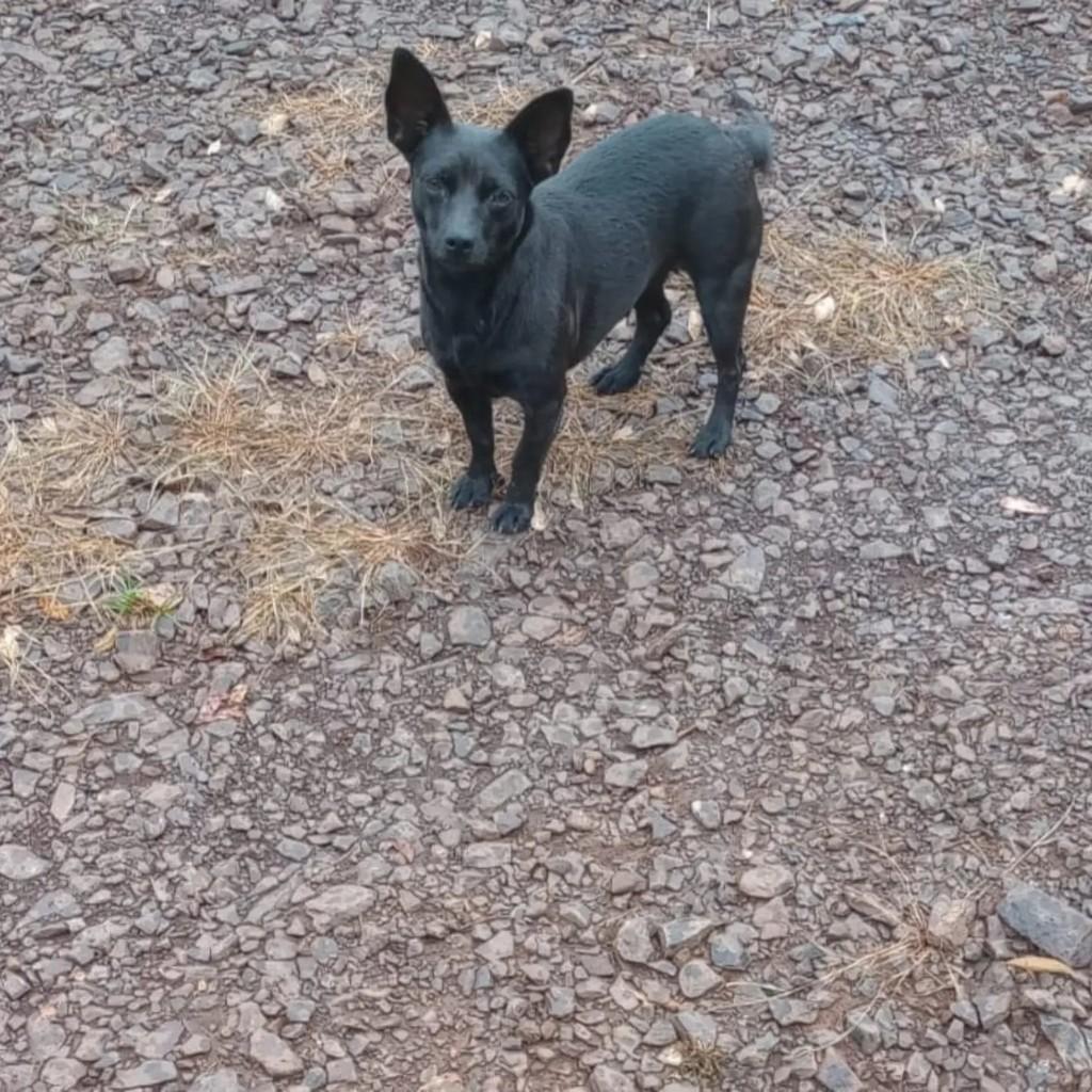 Pretinha, cadela de porte pequeno para adoção em Pinhalzinho - SC