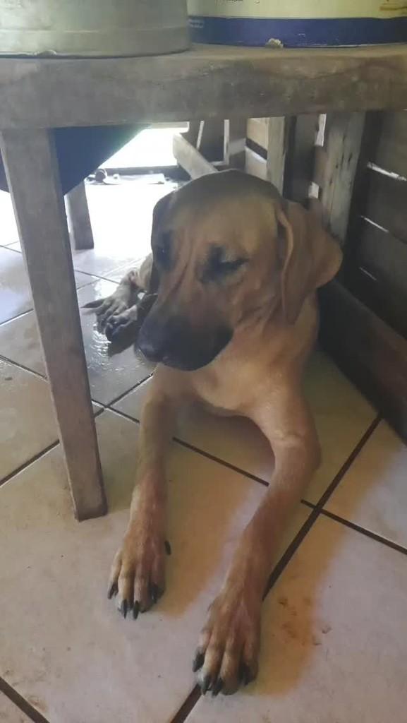 Ângelo, cachorro de porte grande para adoção em Jaboticatubas - MG