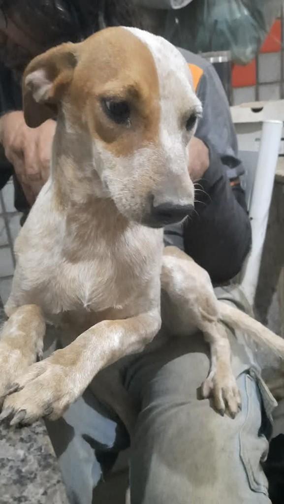 Cher, cachorro de porte pequeno para adoção em Jaboticatubas - MG
