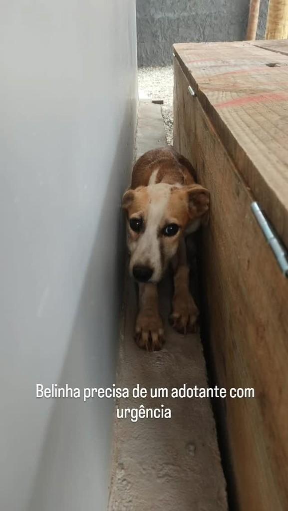 Belinha, cachorro de porte pequeno para adoção em Jaboticatubas - MG