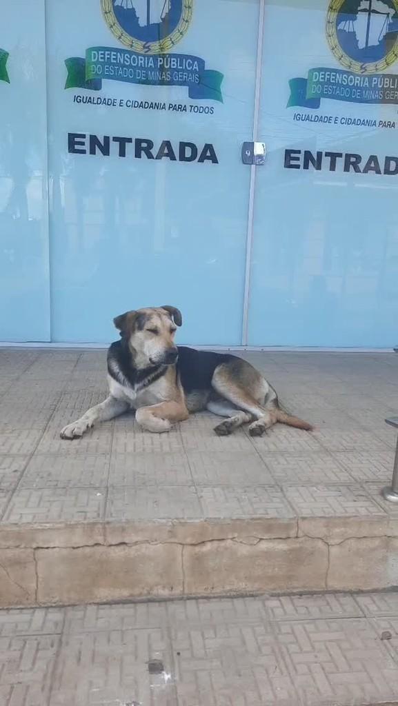 Vovô, cachorro de porte médio para adoção em Jaboticatubas - MG