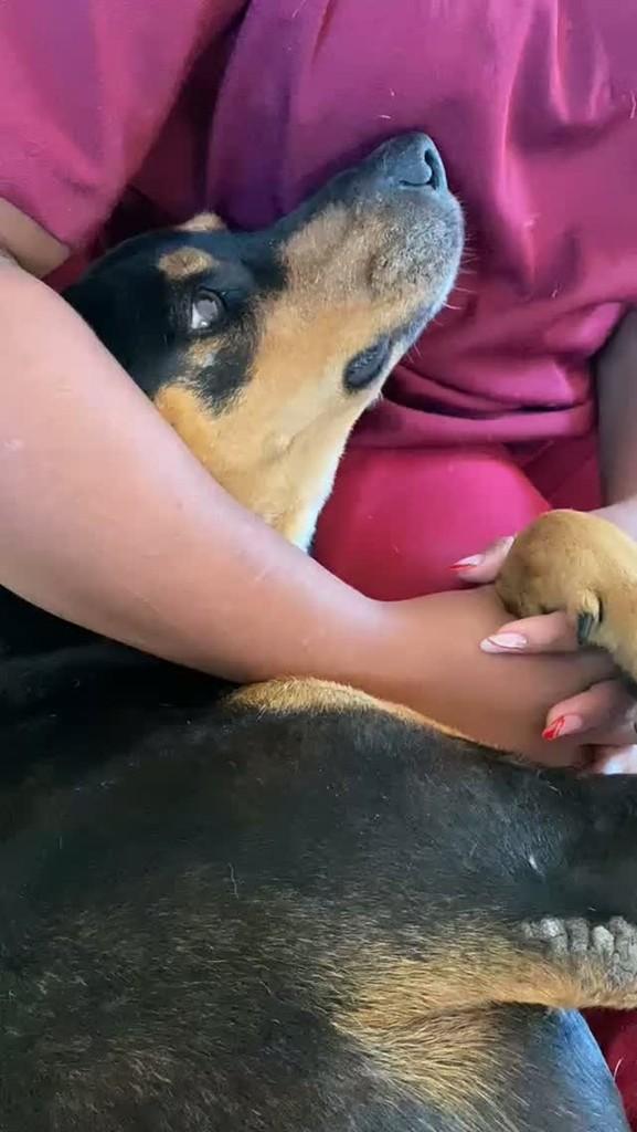 Princesa, cadela de porte médio para adoção em Jaboticatubas - MG