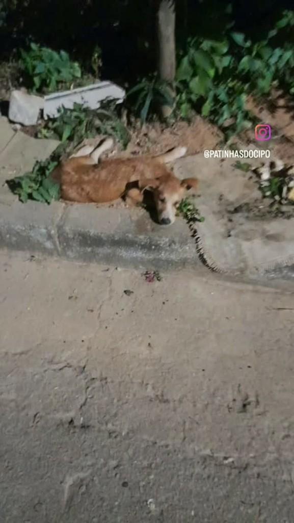 Mel, cachorro de porte pequeno para adoção em Jaboticatubas - MG