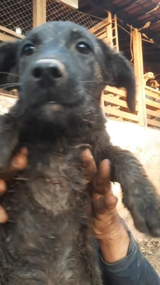 Tuta, cachorro de porte pequeno para adoção em Jaboticatubas - MG