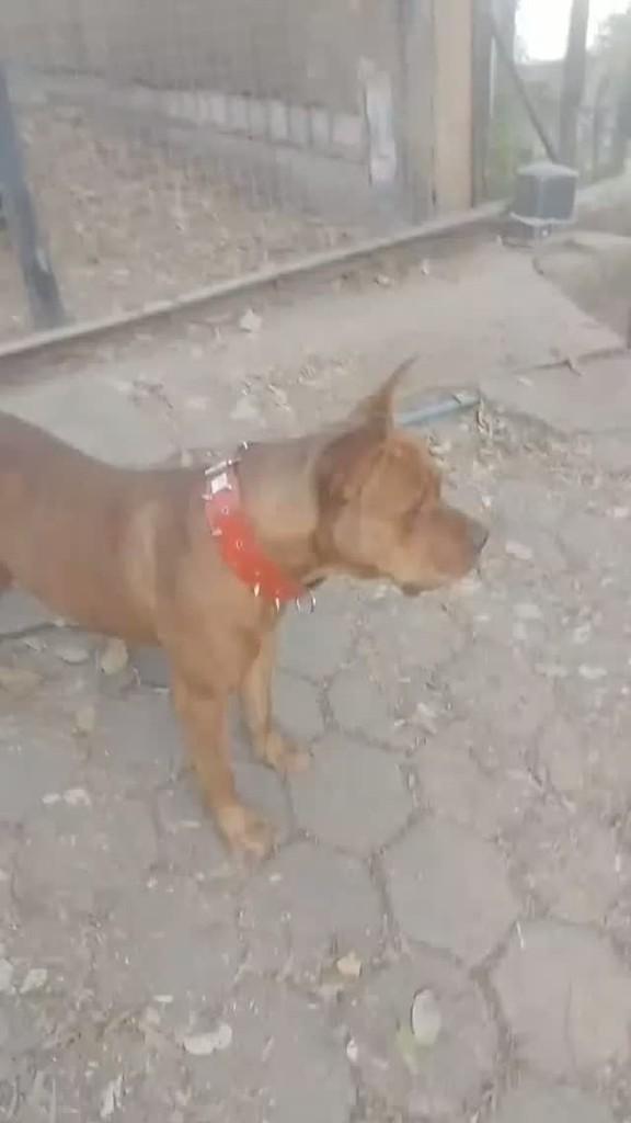 Aranzé, cachorro de porte grande para adoção em Jaboticatubas - MG