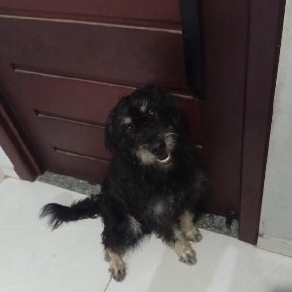 Duque, cachorro de porte pequeno para adoção em Balneário Rincão - SC