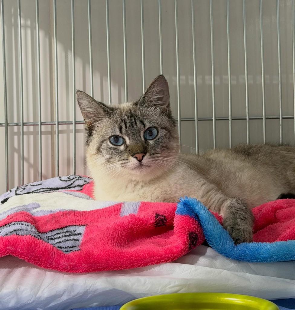 Lupita, gata de porte médio para adoção em Balneário Rincão - SC