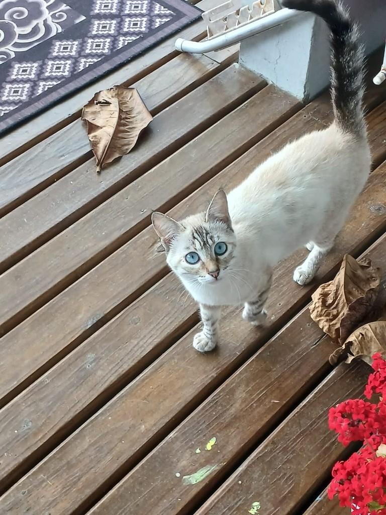 Flor, gata de porte pequeno para adoção em Balneário Rincão - SC