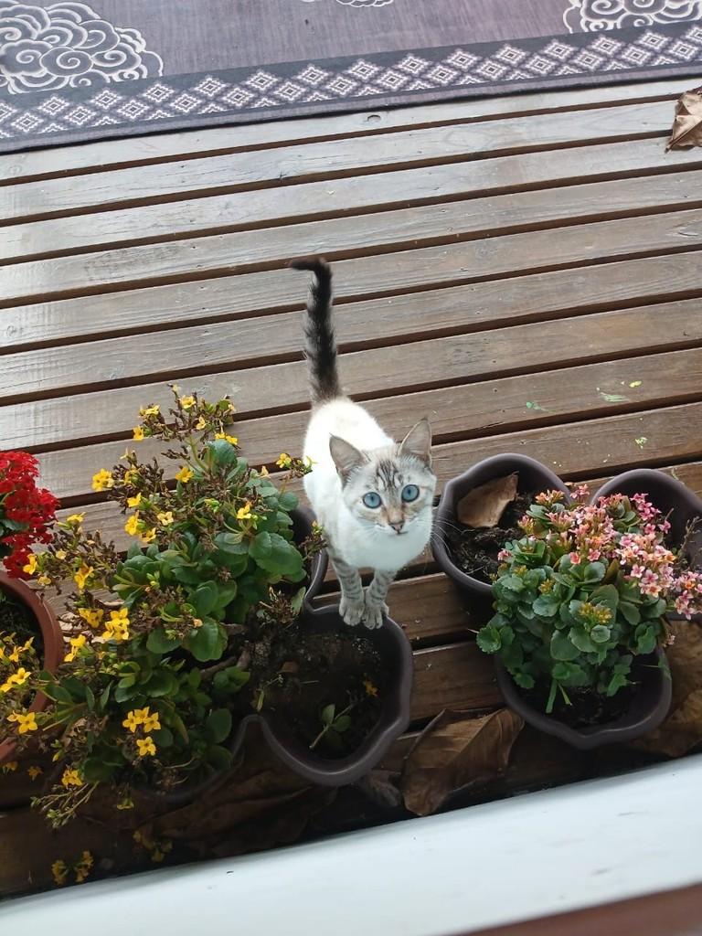 Flor, gata de porte pequeno para adoção em Balneário Rincão - SC — foto 2 de 3
