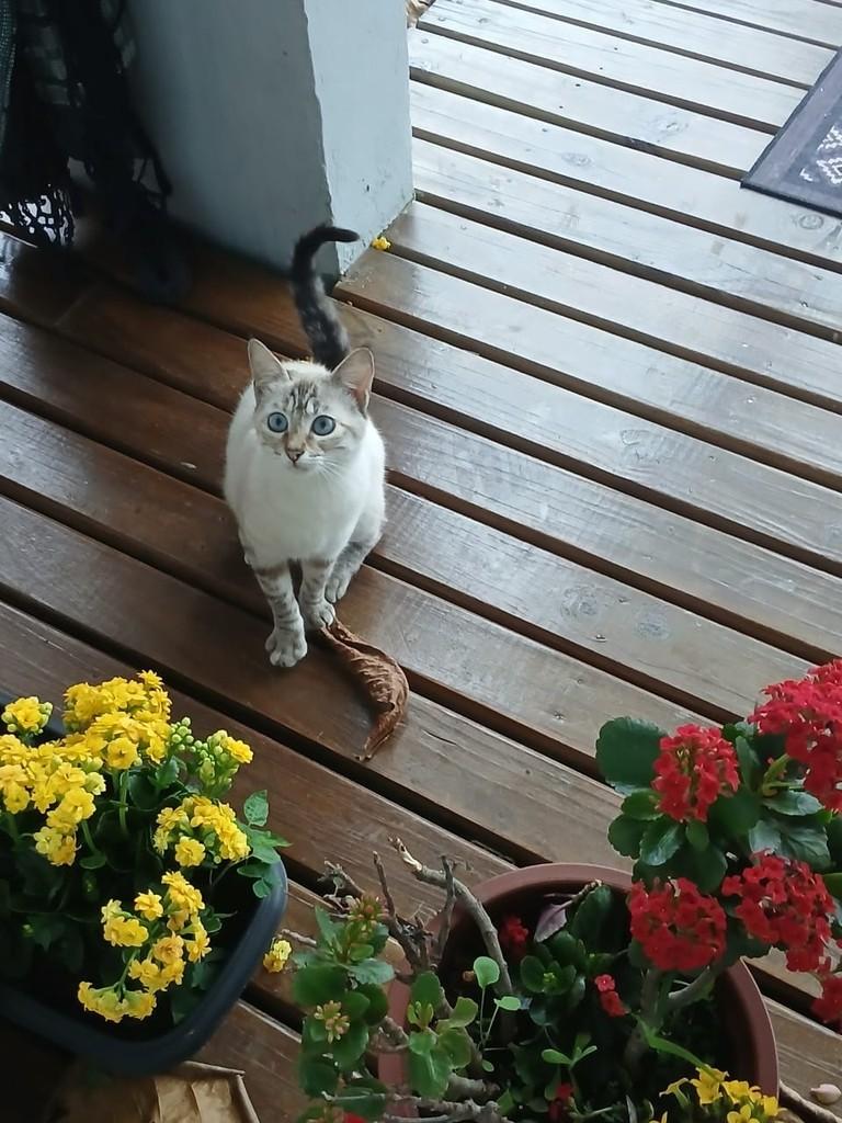 Flor, gata de porte pequeno para adoção em Balneário Rincão - SC — foto 3 de 3