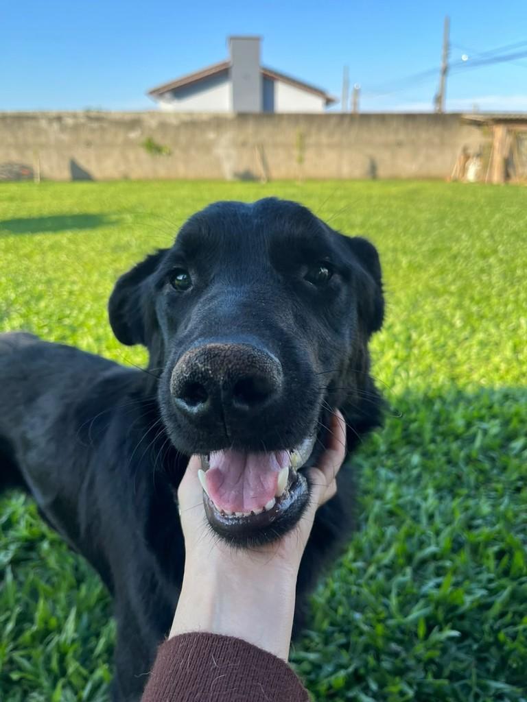 Preto, cachorro de porte médio para adoção em Balneário Rincão - SC