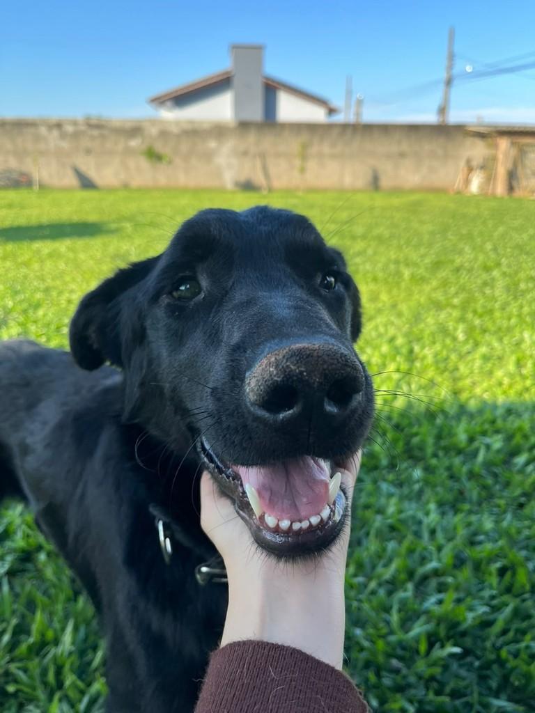 Preto, cachorro de porte médio para adoção em Balneário Rincão - SC — foto 2 de 3