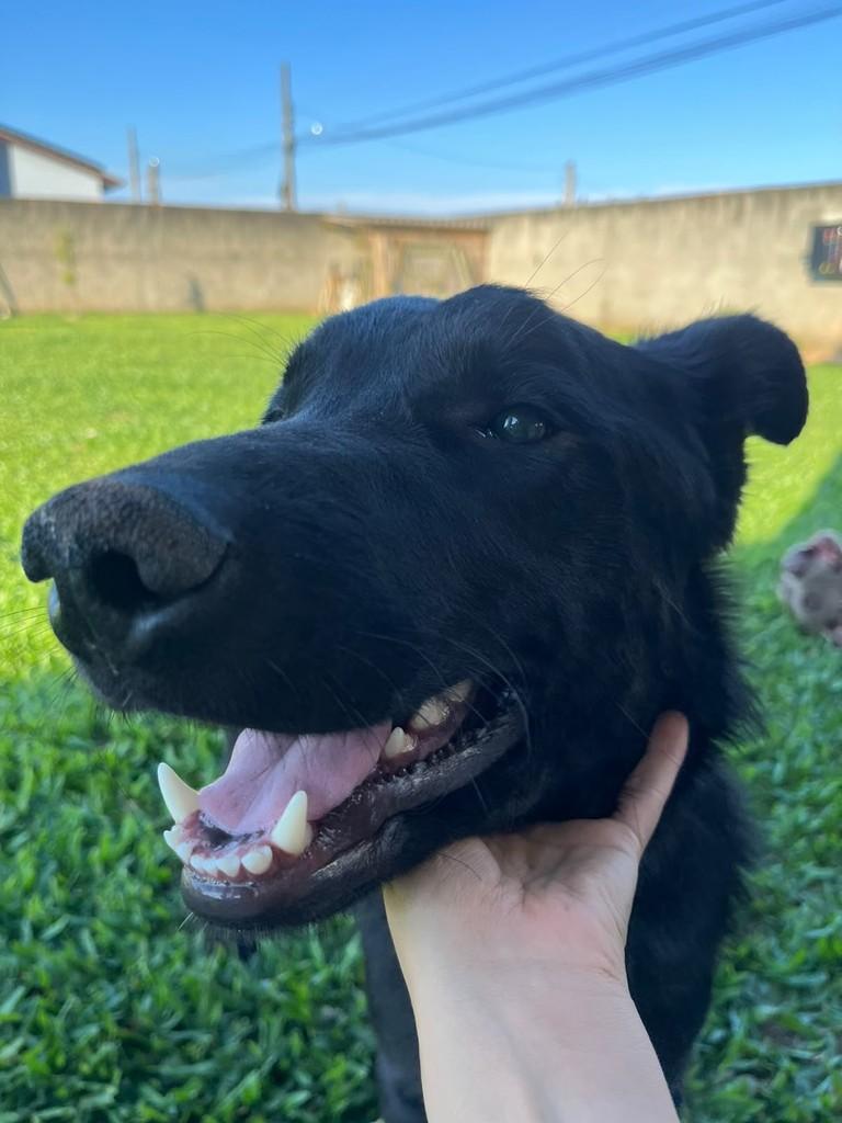 Preto, cachorro de porte médio para adoção em Balneário Rincão - SC — foto 3 de 3