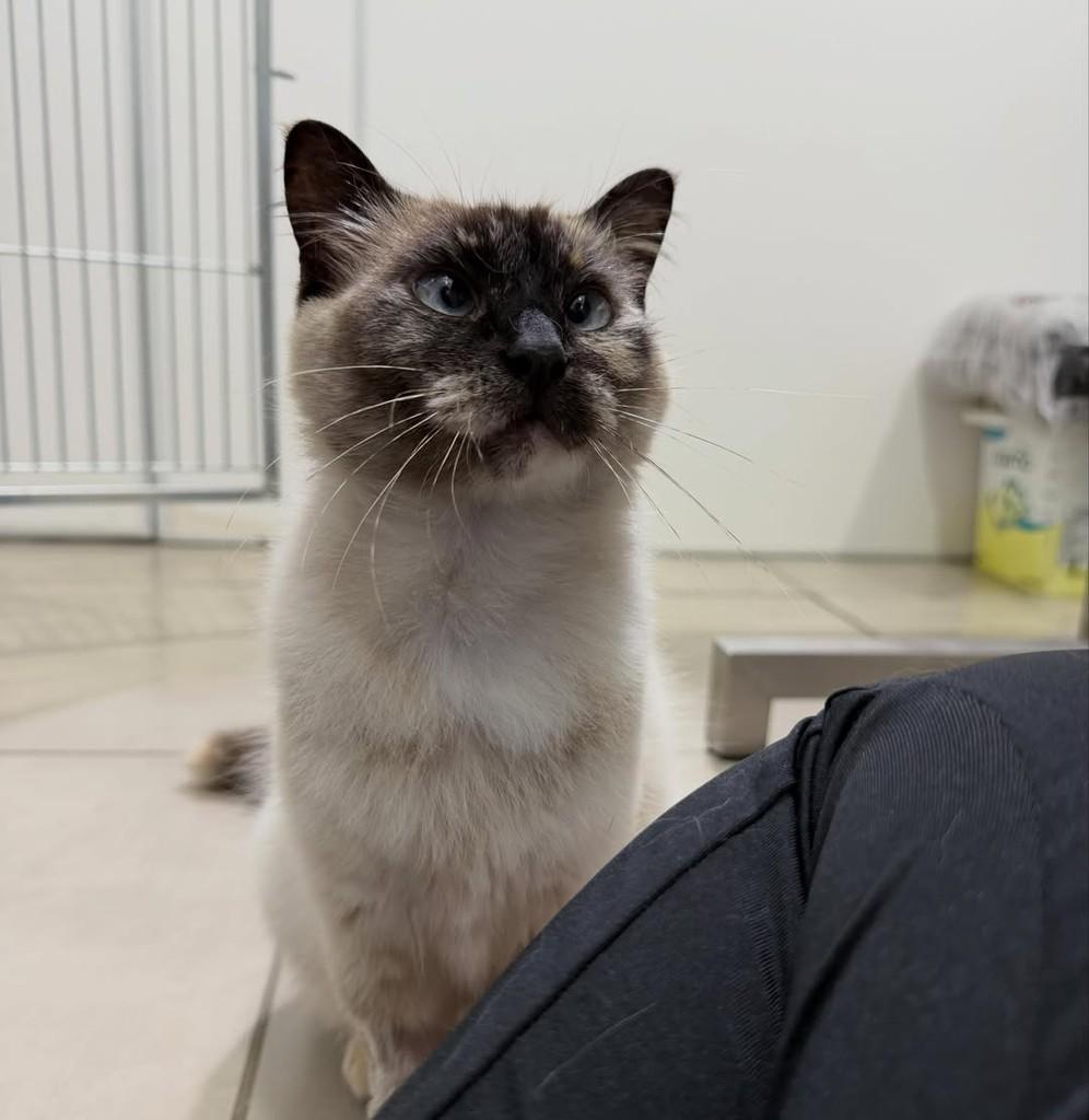Misty, gata de porte pequeno para adoção em Balneário Rincão - SC