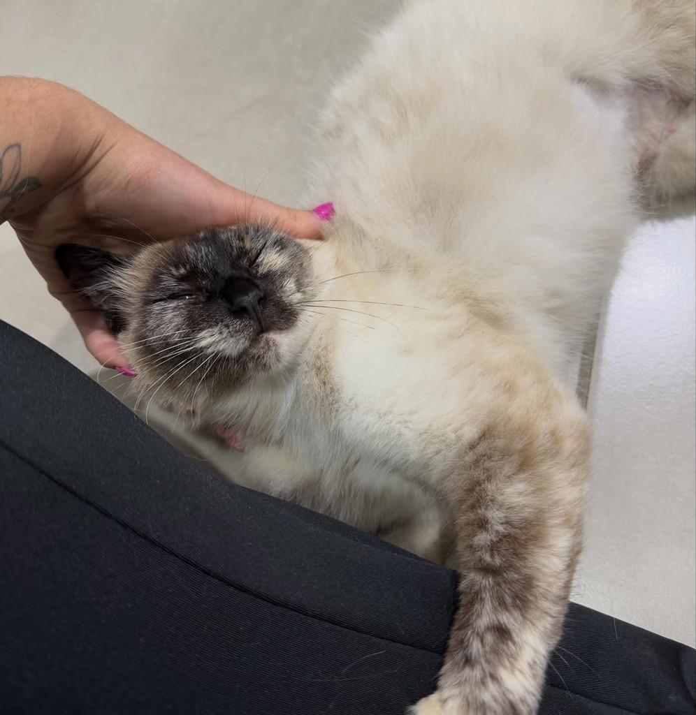 Misty, gata de porte pequeno para adoção em Balneário Rincão - SC — foto 2 de 5