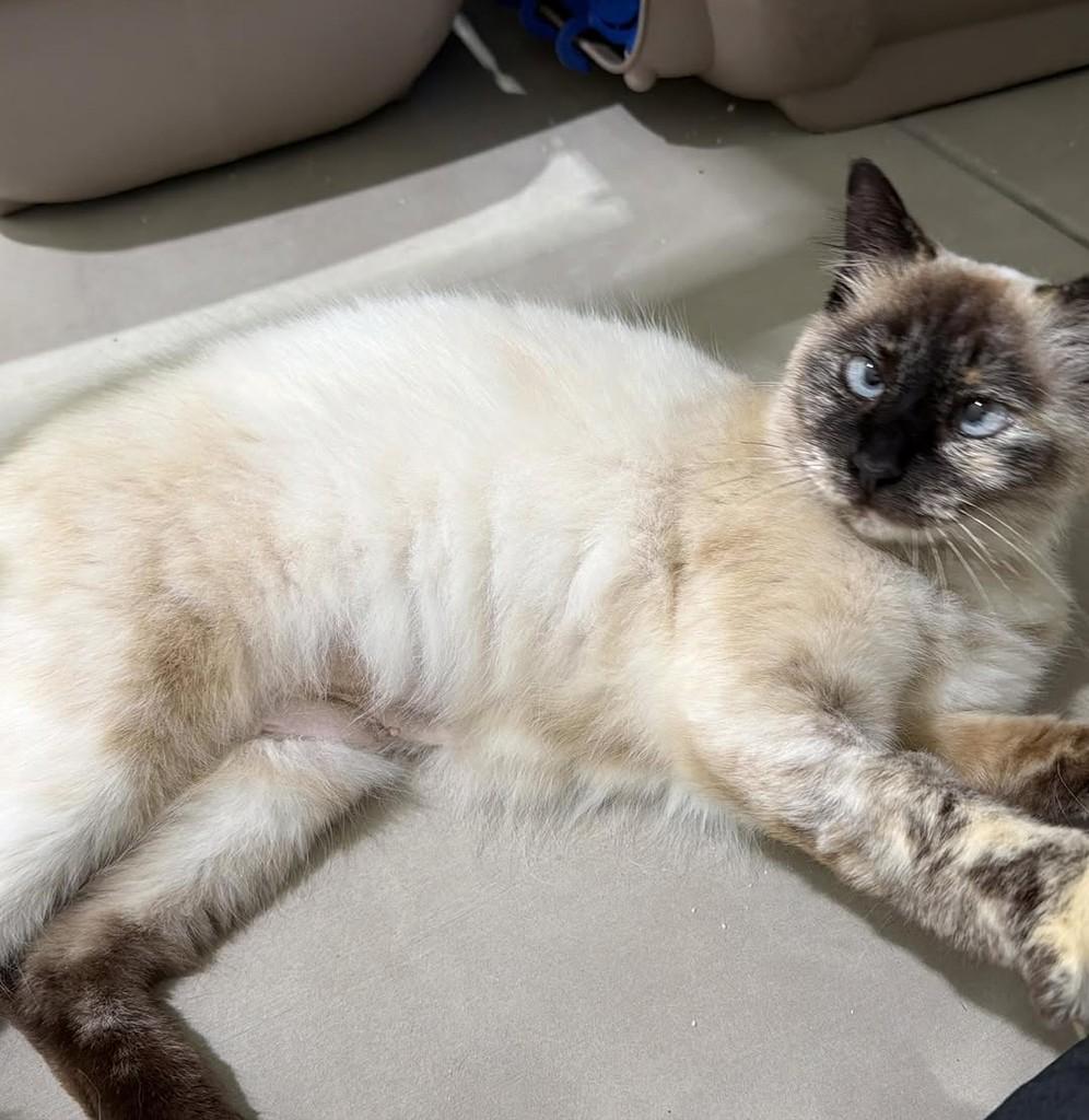 Misty, gata de porte pequeno para adoção em Balneário Rincão - SC — foto 3 de 5