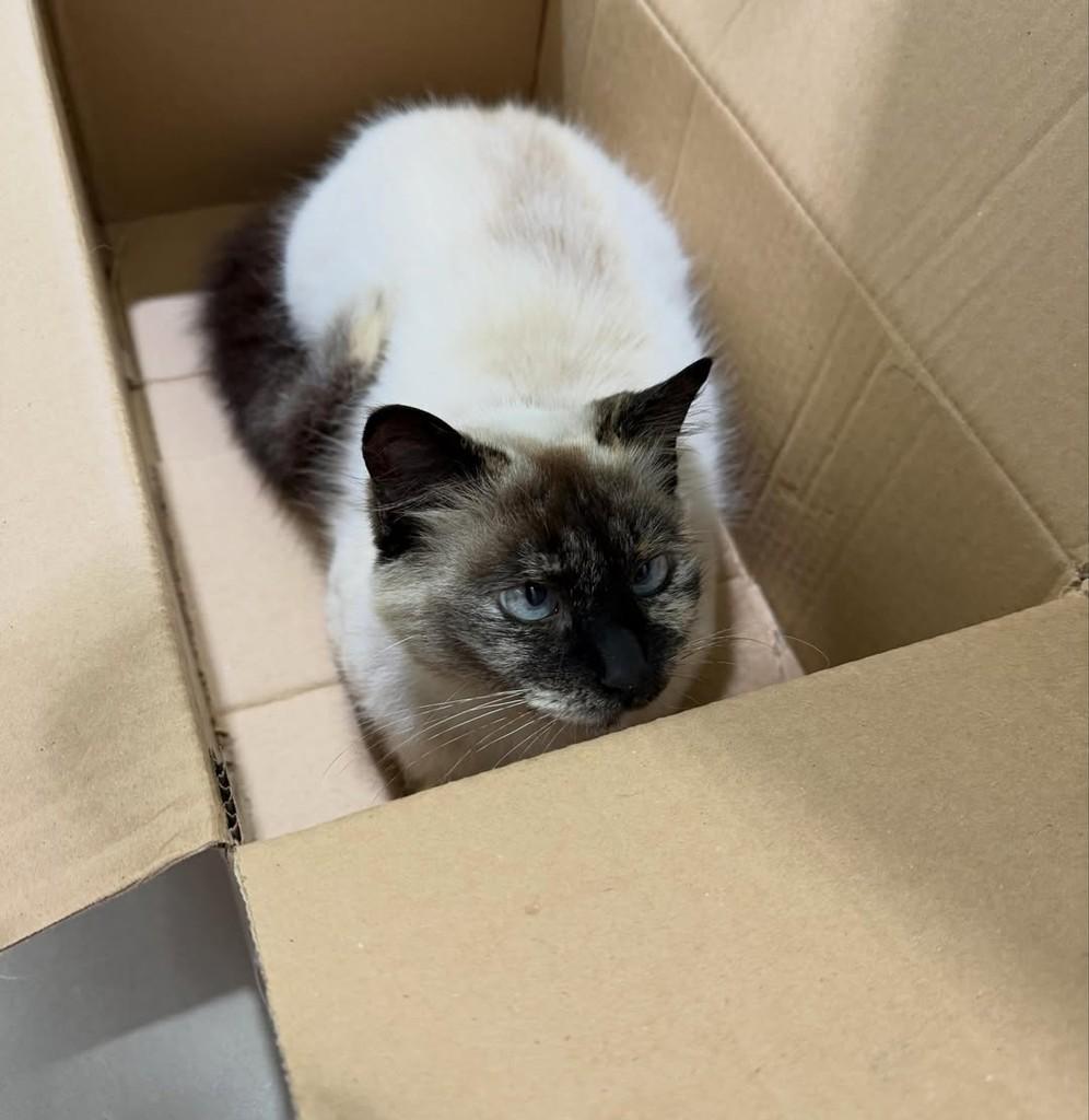 Misty, gata de porte pequeno para adoção em Balneário Rincão - SC — foto 4 de 5