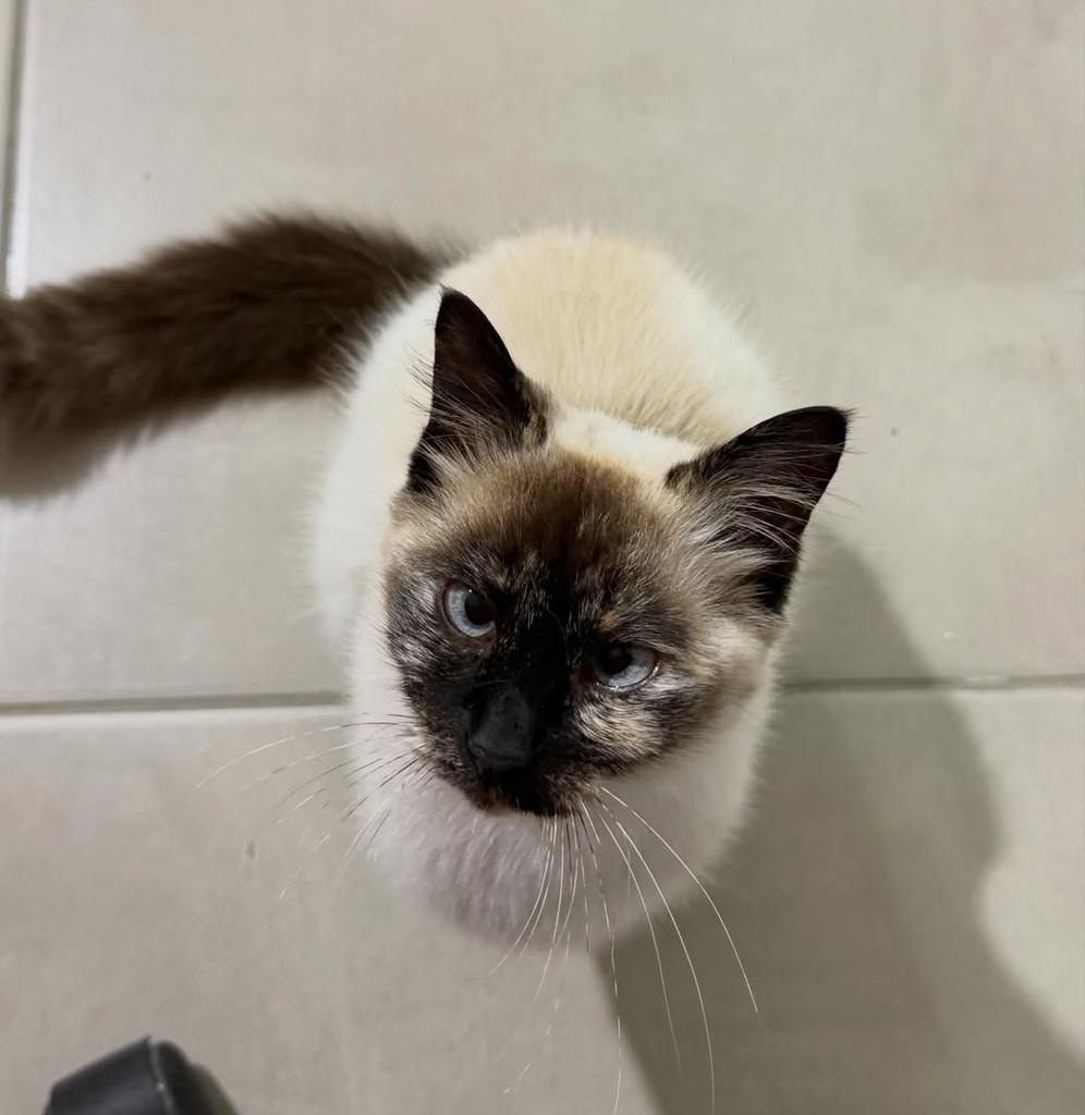 Misty, gata de porte pequeno para adoção em Balneário Rincão - SC — foto 5 de 5