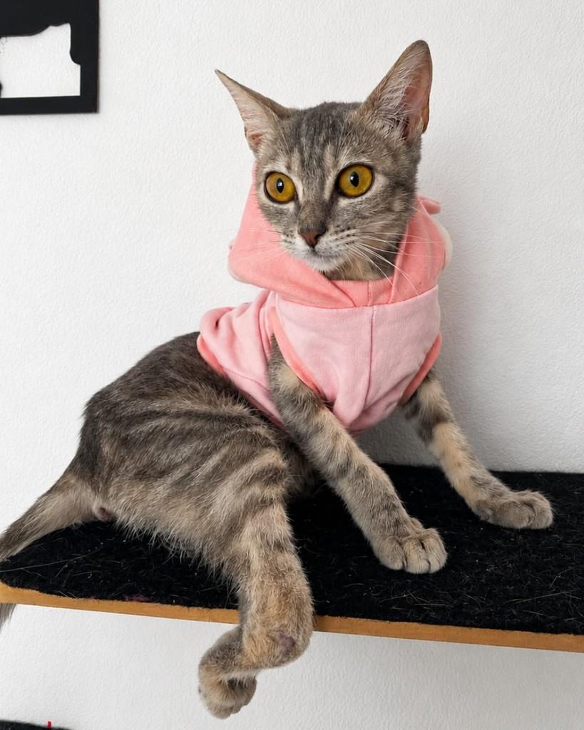Violeta, gata de porte pequeno para adoção em Porto Alegre - RS