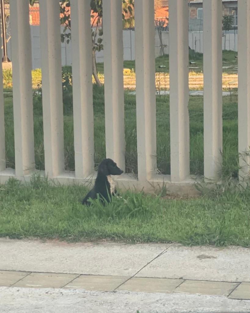 Lilica, cadela de porte pequeno para adoção em Porto Alegre - RS