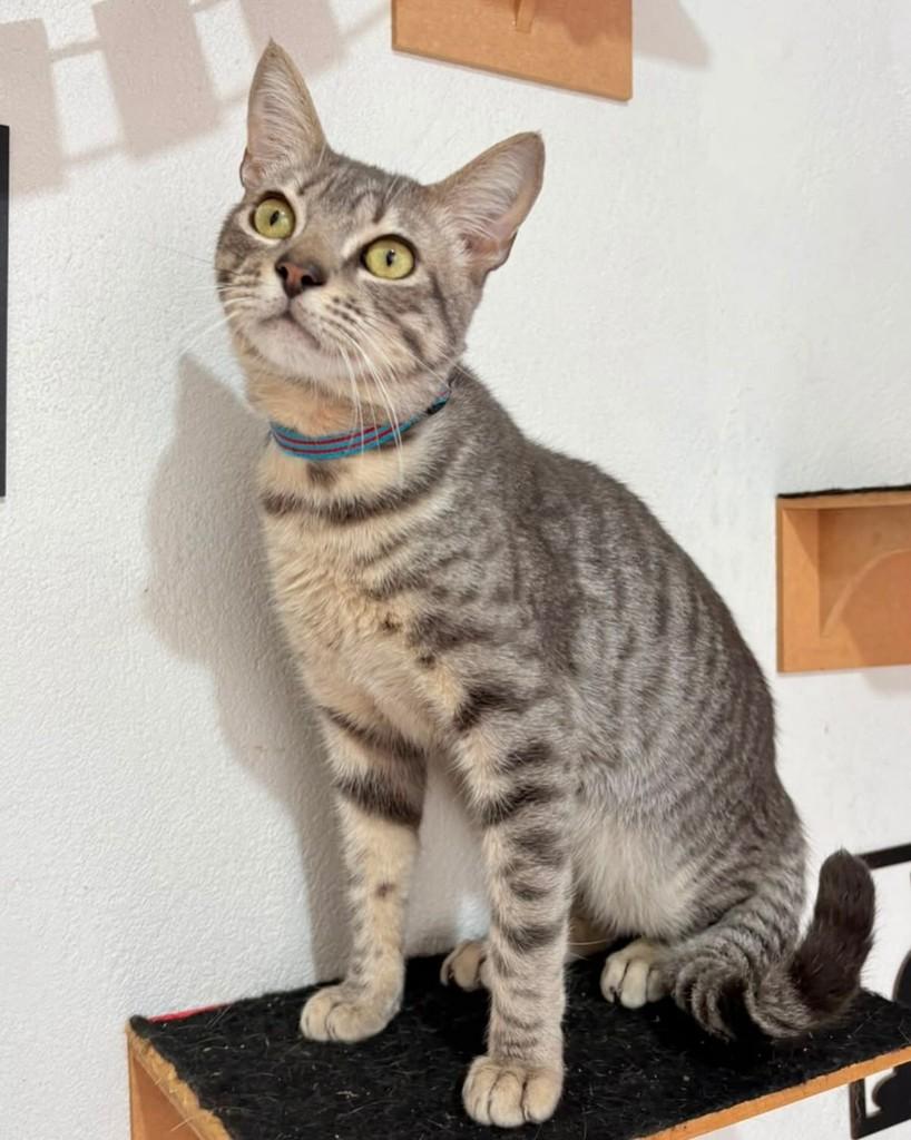 Gaelzinho chiclete, gato de porte pequeno para adoção em Porto Alegre - RS
