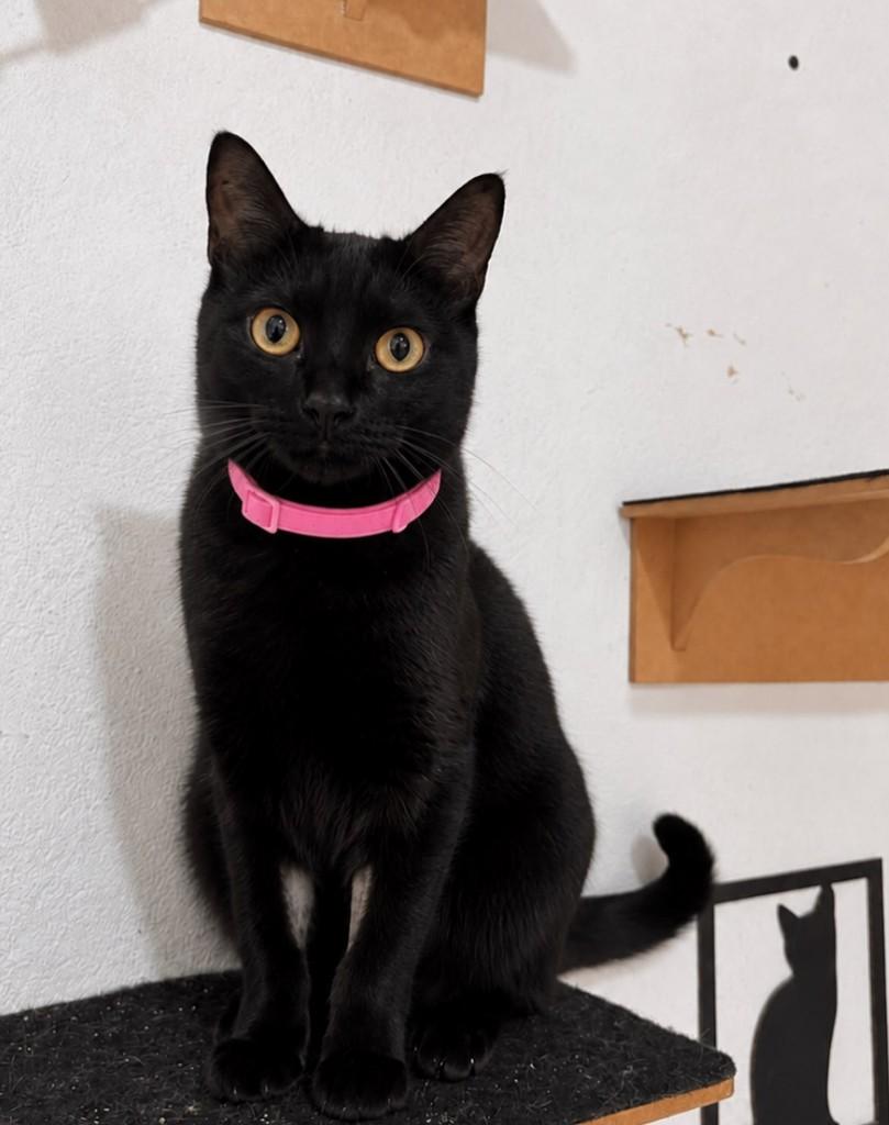Ravena, gato de porte pequeno para adoção em Porto Alegre - RS