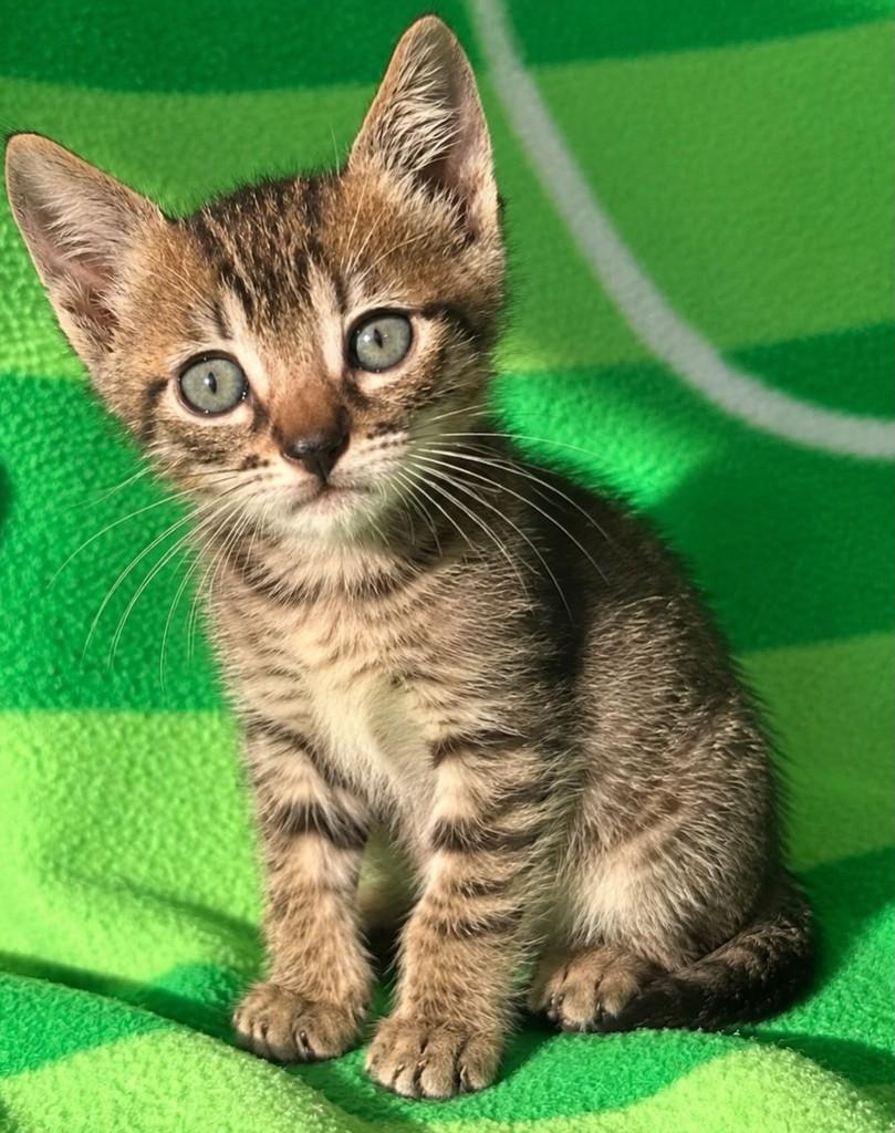 Pulga, gata de porte pequeno para adoção em Porto Alegre - RS