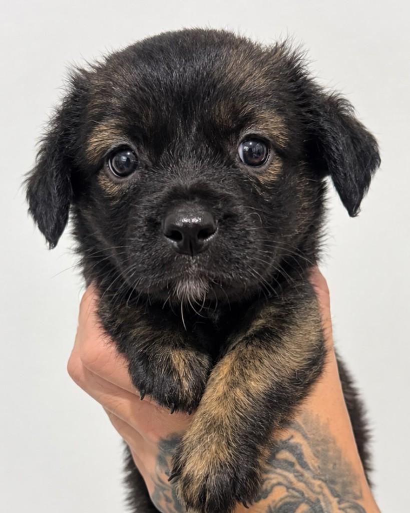 Peludinho, cachorro de porte médio para adoção em Porto Alegre - RS