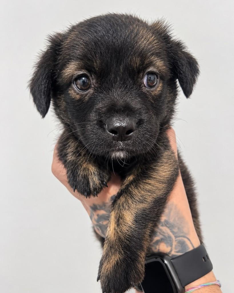 Peludinho, cachorro de porte médio para adoção em Porto Alegre - RS — foto 3 de 4