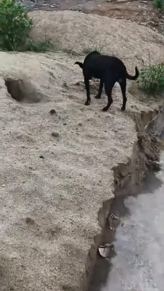 Doguinho, cachorro de porte pequeno para adoção em Ariquemes - RO