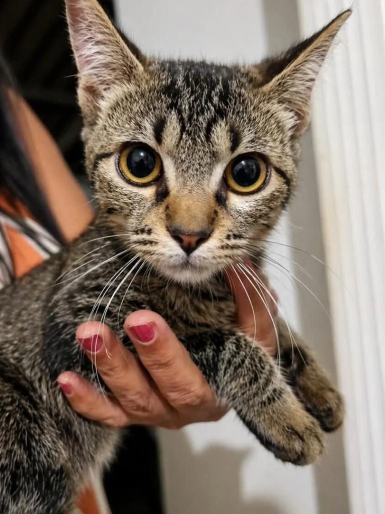 Linda gatinha, gata de porte pequeno para adoção em Guará - SP