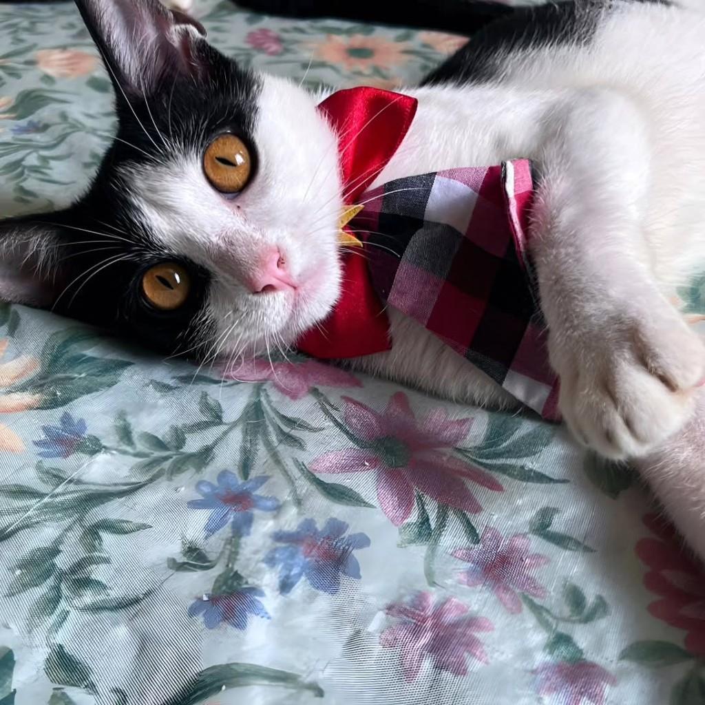 Vitório, gato de porte pequeno para adoção em São Luís - MA