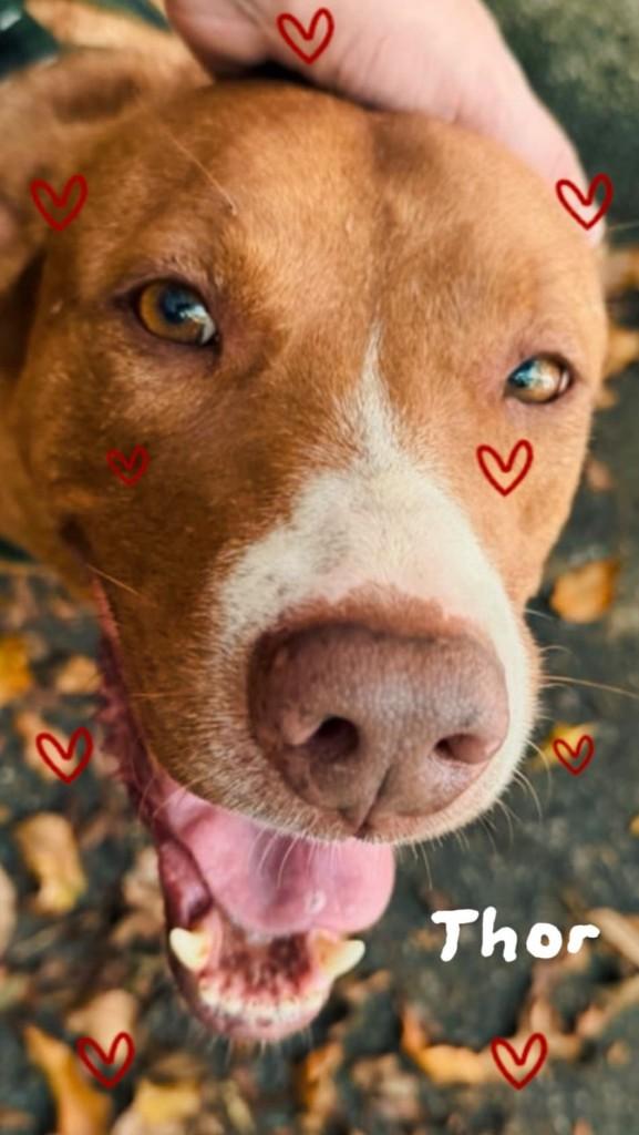 Thor, cachorro de porte médio para adoção em São Paulo - SP