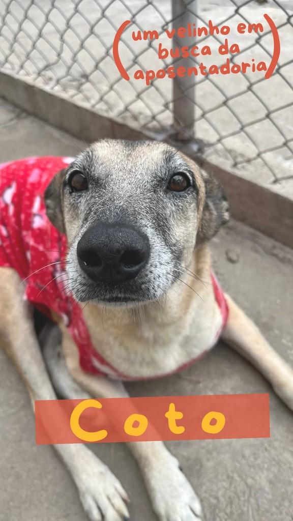 Coto, cachorro de porte médio para adoção em São Paulo - SP