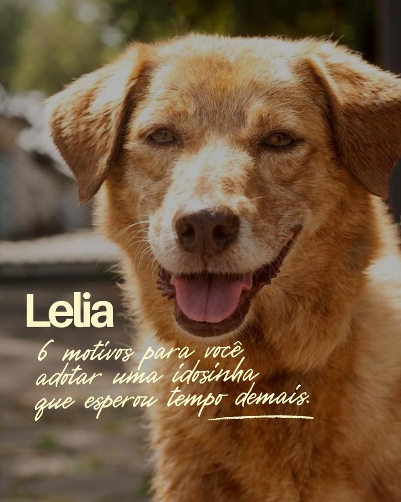 Lélia, cachorro de porte médio para adoção em São Paulo - SP
