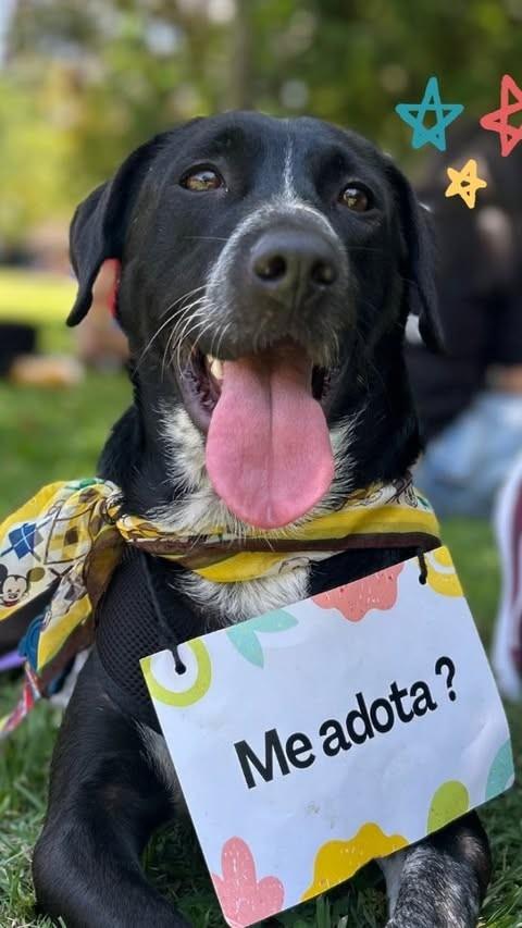 Athios, cachorro de porte médio para adoção em São Paulo - SP