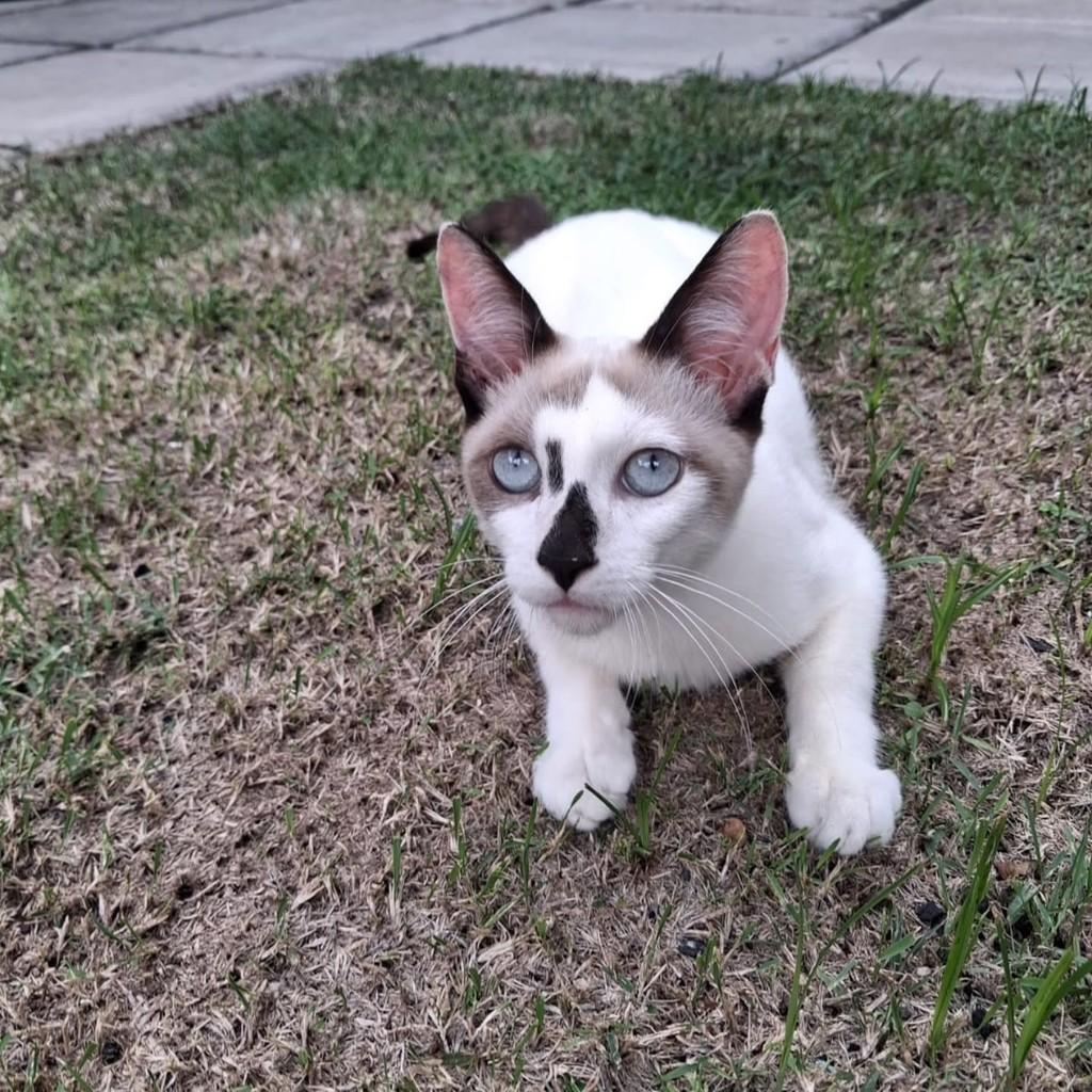 Príncipe, gato de porte pequeno para adoção em São Luís - MA