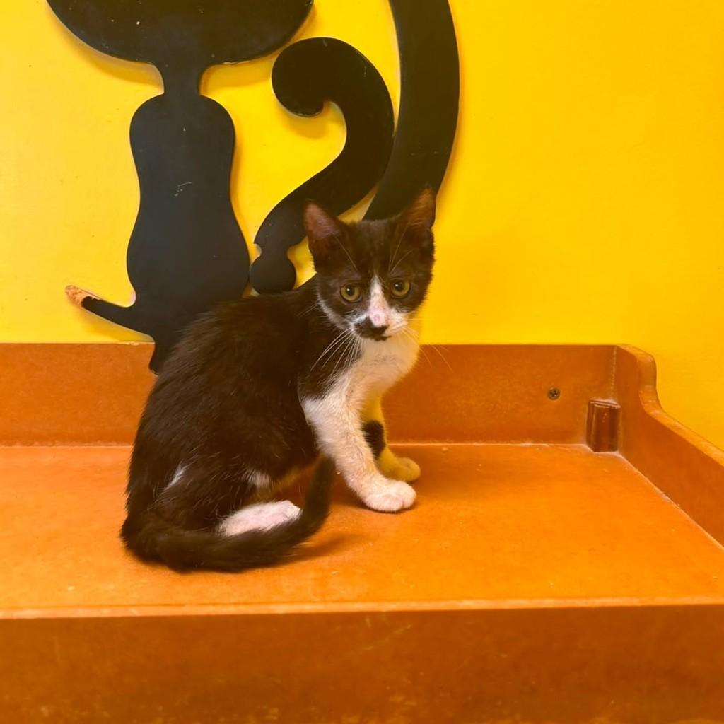 Luna, gata de porte pequeno para adoção em São Luís - MA