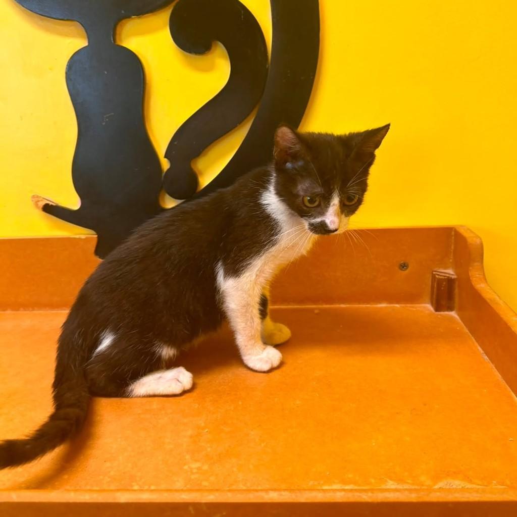 Luna, gata de porte pequeno para adoção em São Luís - MA — foto 2 de 3