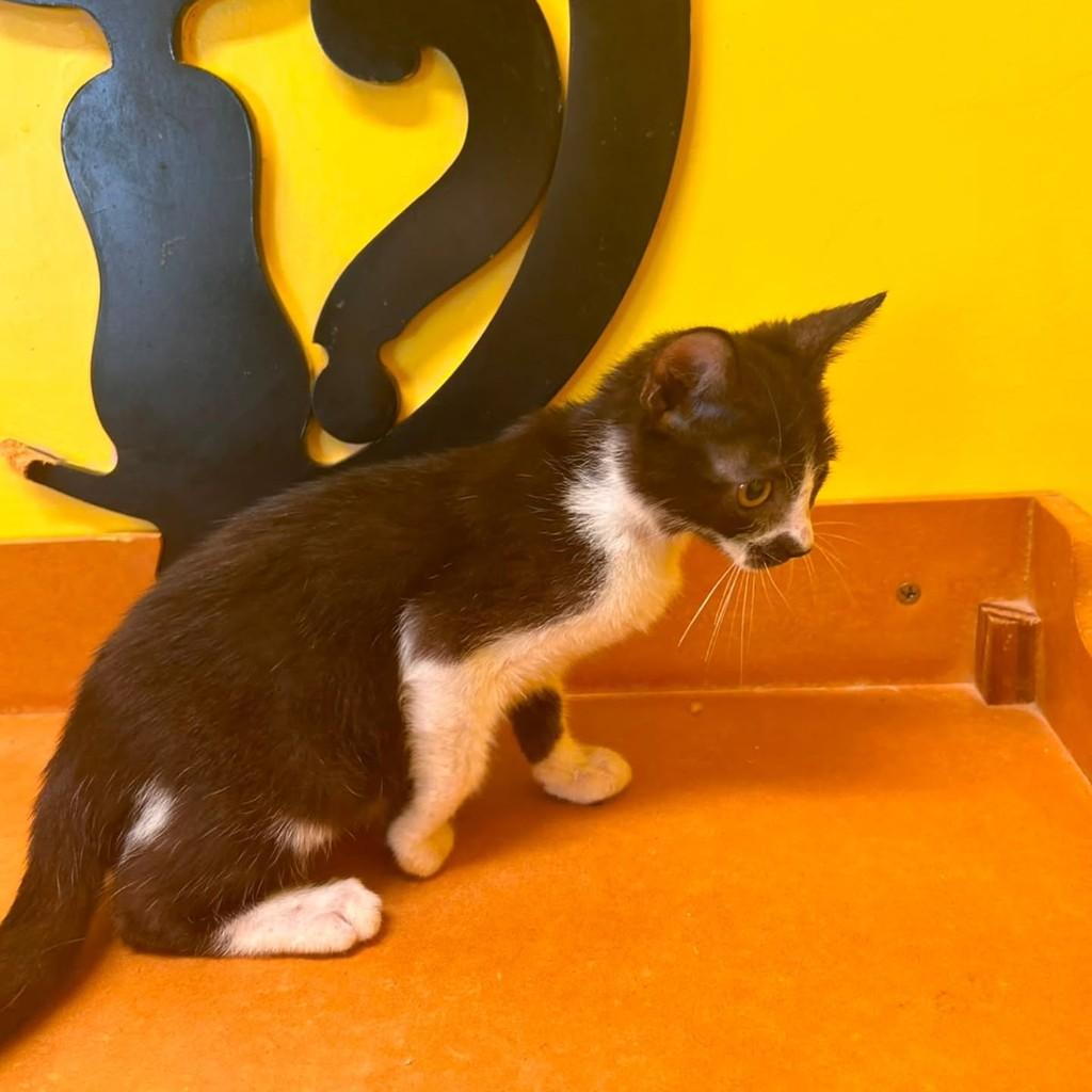 Luna, gata de porte pequeno para adoção em São Luís - MA — foto 3 de 3