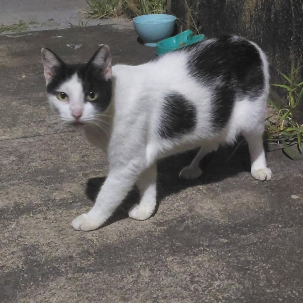 Filó, gato de porte pequeno para adoção em São Luís - MA