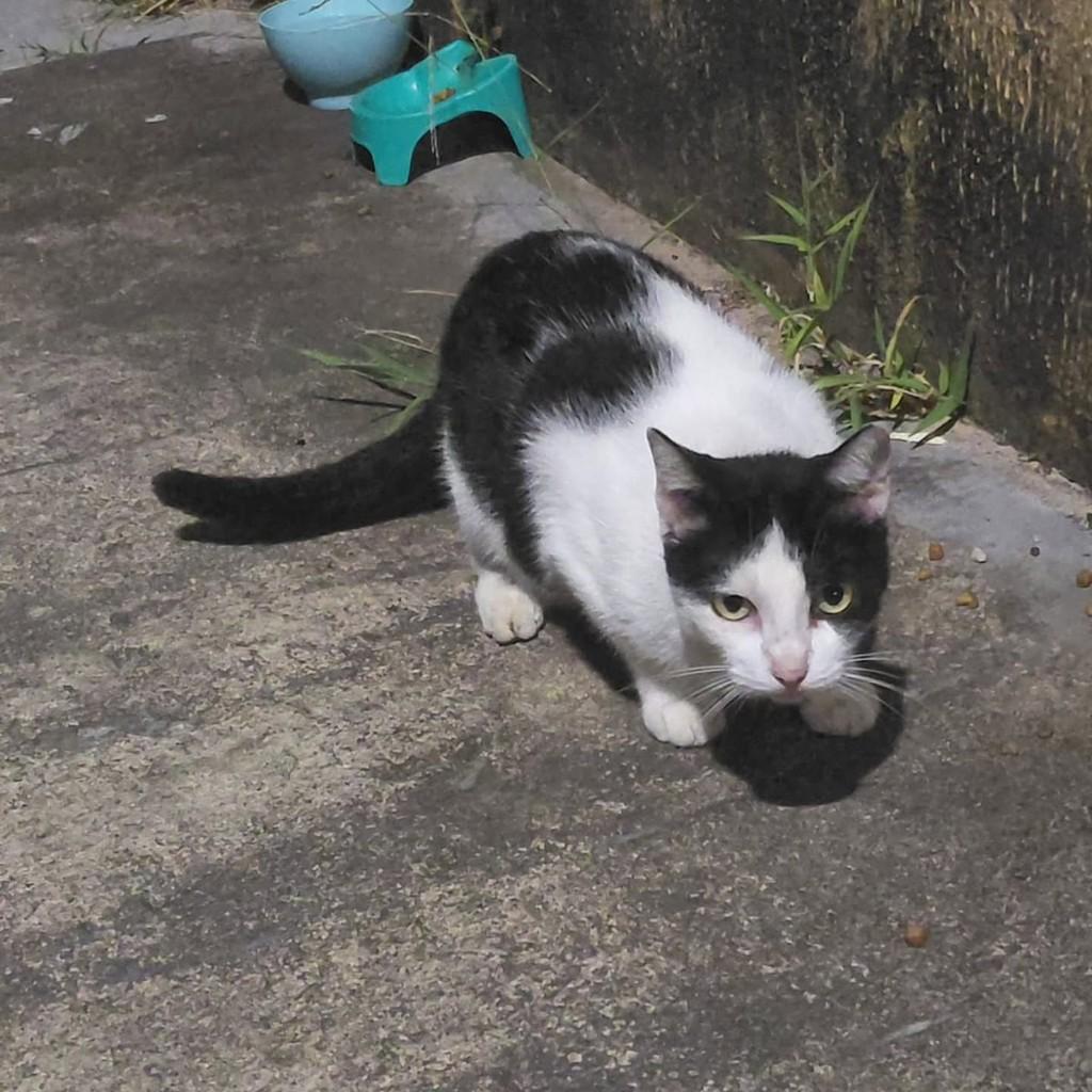 Filó, gato de porte pequeno para adoção em São Luís - MA — foto 2 de 3