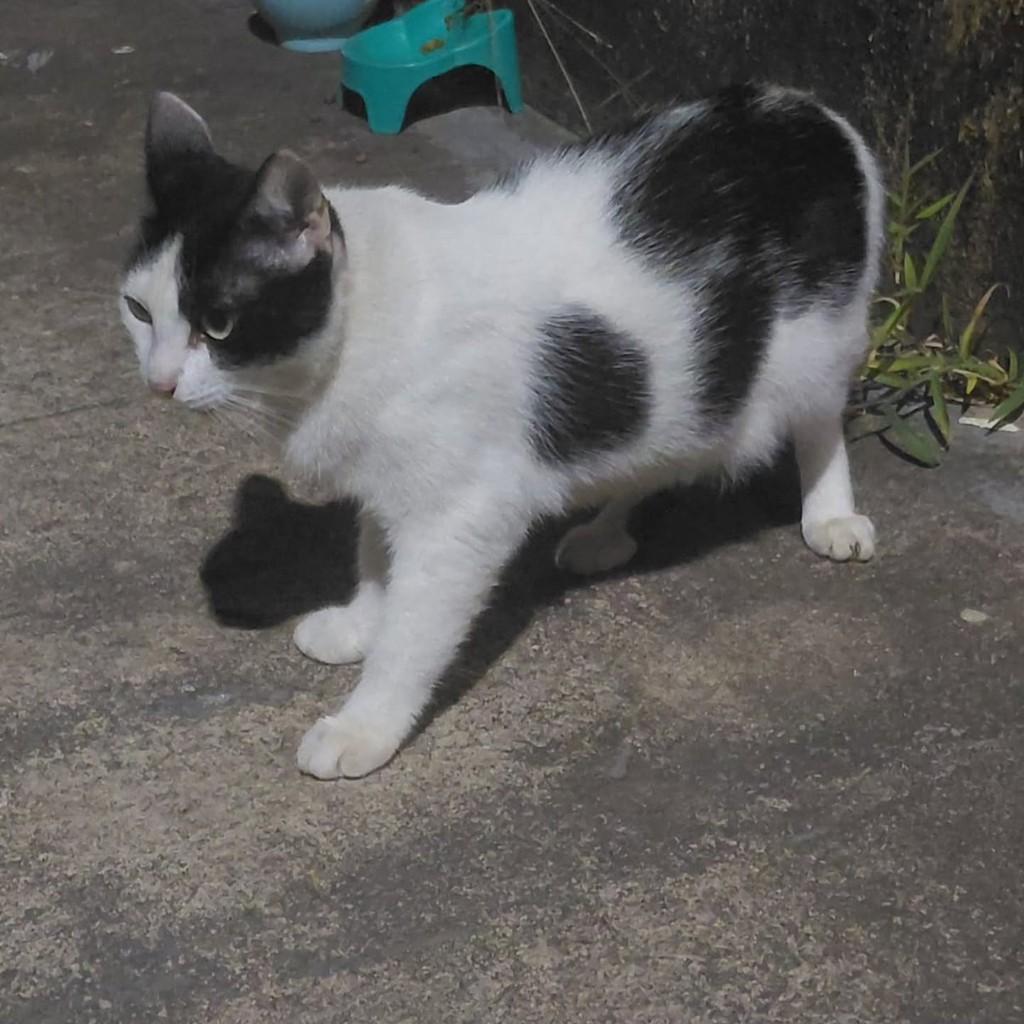 Filó, gato de porte pequeno para adoção em São Luís - MA — foto 3 de 3