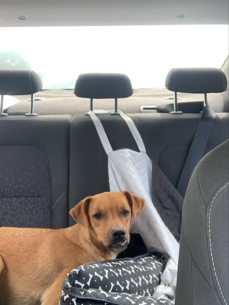 Luck, cachorro de porte médio para adoção em São Luís - MA