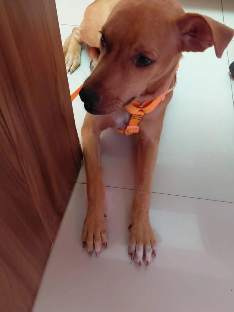 Luck, cachorro de porte médio para adoção em São Luís - MA — foto 2 de 2