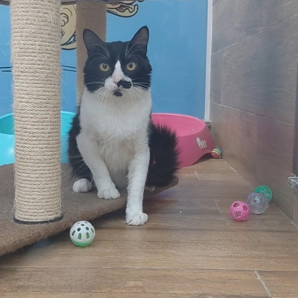 Lucas, gato de porte médio para adoção em São Luís - MA