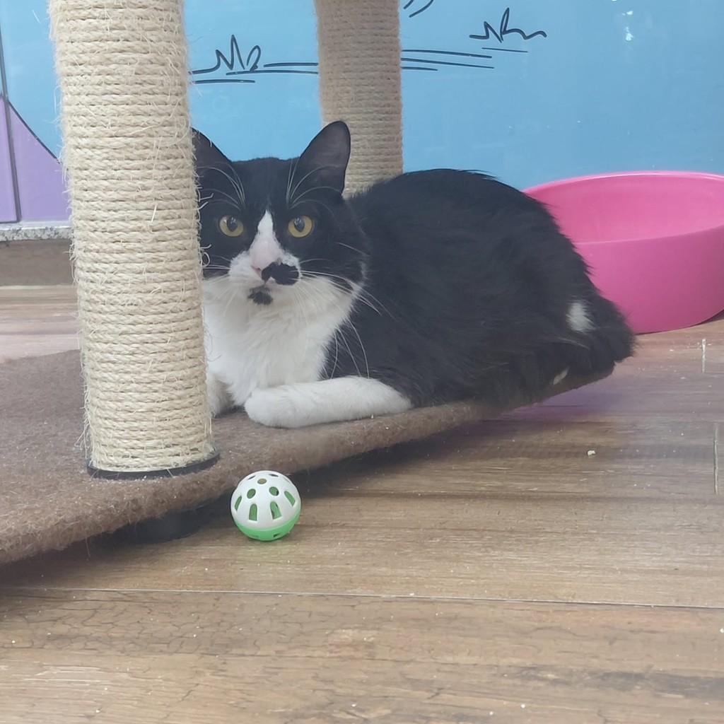 Lucas, gato de porte médio para adoção em São Luís - MA — foto 2 de 5