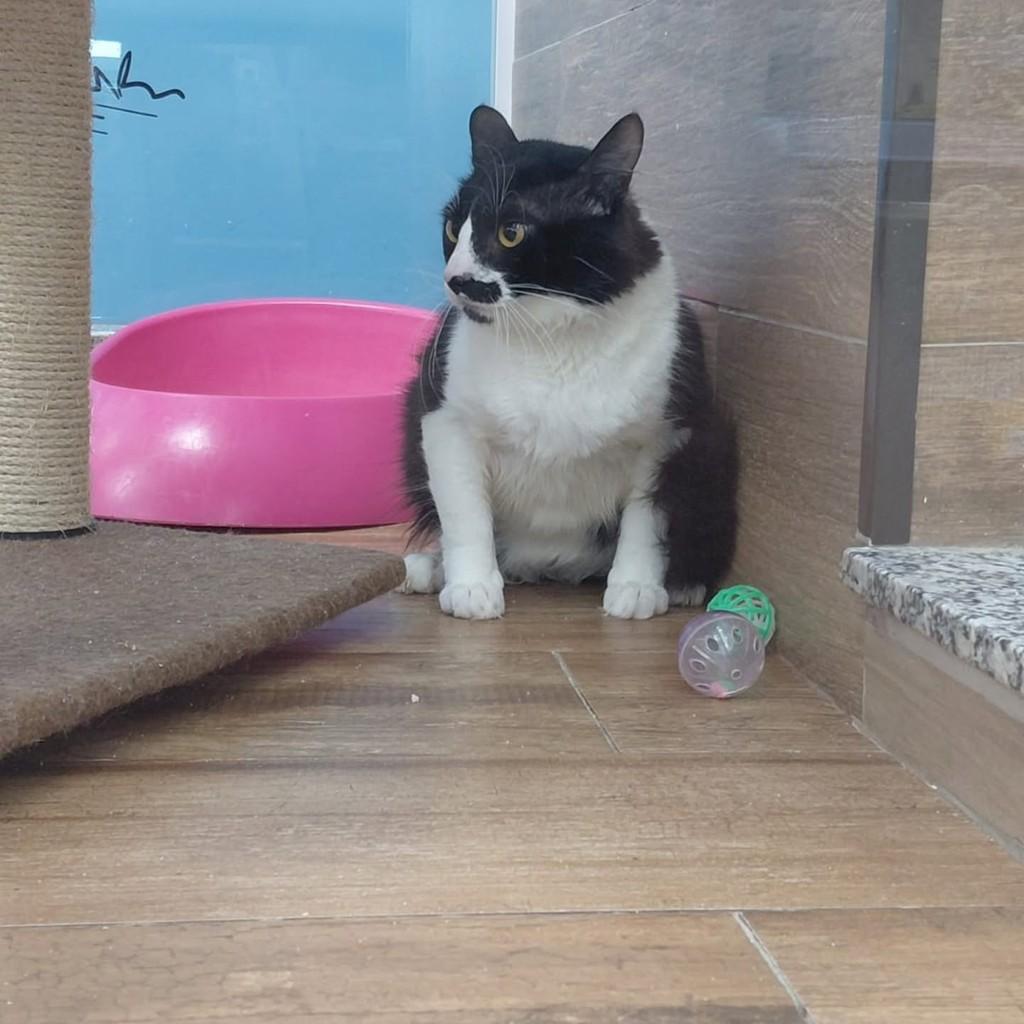 Lucas, gato de porte médio para adoção em São Luís - MA — foto 3 de 5